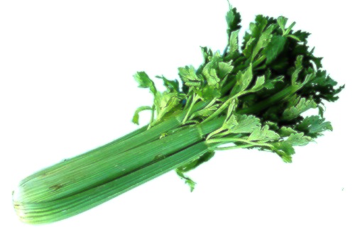 Celery