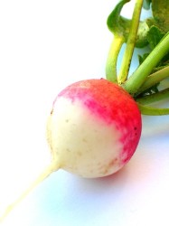 Radish