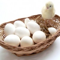 chick and eggs