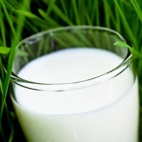 Milk