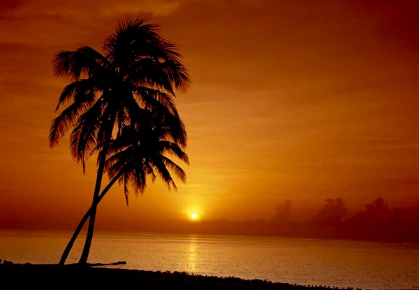 palm_tree_sunset palm_tree_sunset