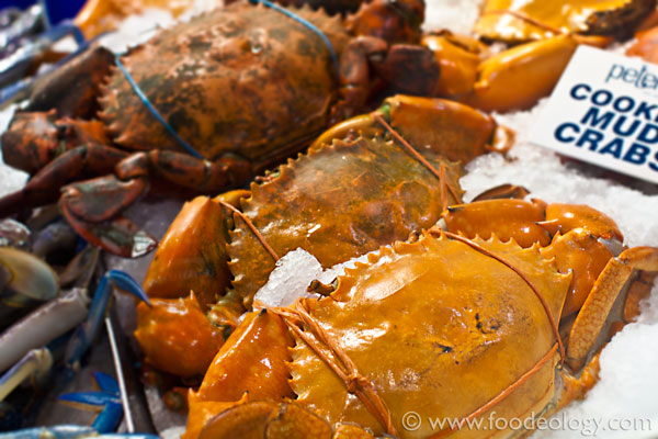 Crabs_Sydney-Fish-Market Crabs_Sydney-Fish-Market