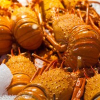 Lobsters_Sydney-Fish-Market