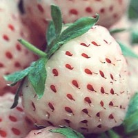 pineberry