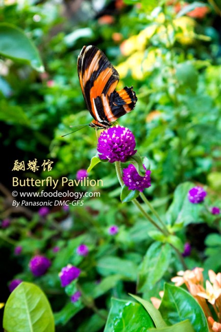 Butterfly-Pavilion-Macau-MGM_Single