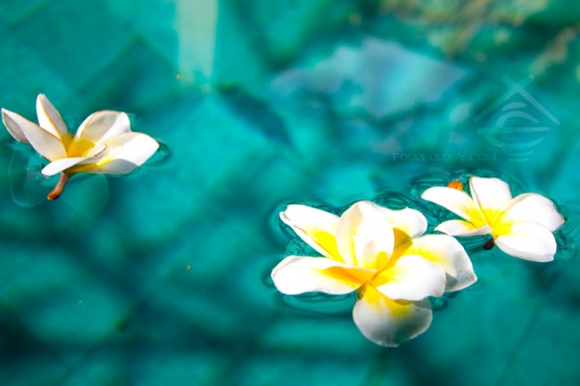Frangipani-in-water_The-Bale
