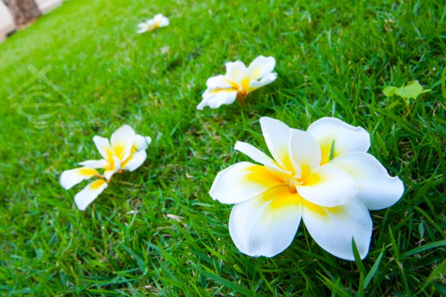 Frangipani-on-grass_The-Bale